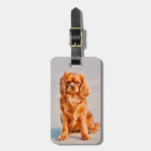 Etiqueta De Bagagem Ruby Cavalier King Charles Spaniel Dog