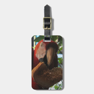 Etiqueta De Bagagem Scarlet Macaw Comendo Brinde