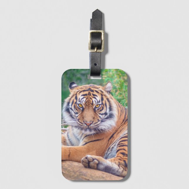 Etiqueta De Bagagem Stunning Reclining Tiger Photograph (Frente Vertical)