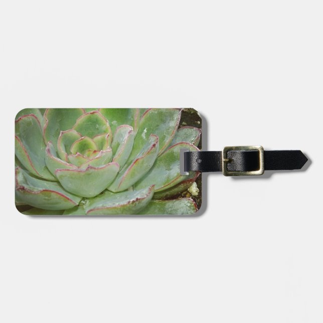 Etiqueta De Bagagem Suculento, Hen e Pintinhos (Frente Horizontal)