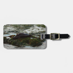 Etiqueta De Bagagem Sunset Lit Harbor Seal II em San Diego