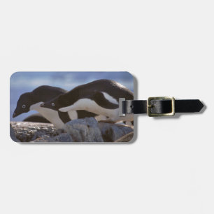 Etiqueta De Bagagem Tag da bagagem do Pinguim-tastic
