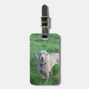 Etiqueta De Bagagem Tag da bagagem dos amantes de Weimaraner