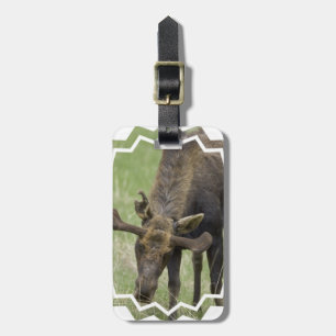 Etiqueta De Bagagem Tag da bagagem - personalizado