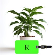 Texto inicial do monograma colorido verde-claro ne