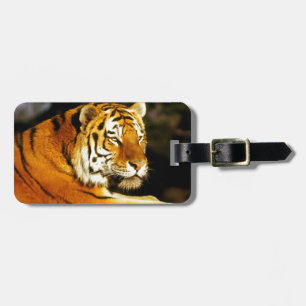 Etiqueta De Bagagem Tigre Siberian na noite