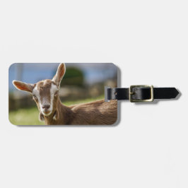 Etiqueta De Bagagem Toggenburg Dairy Goat Kid