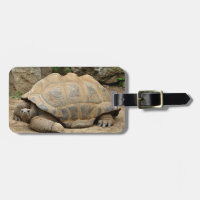 Tortoise Sorridente