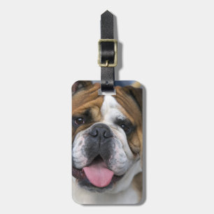 Etiqueta De Bagagem Um bulldog inglês na Bélgica.