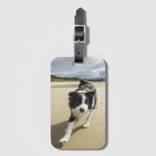 Etiqueta De Bagagem Um cão de border collie que funciona na praia