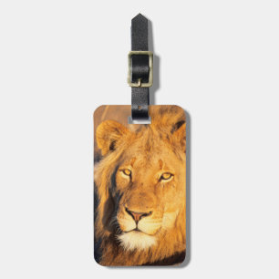 Etiqueta De Bagagem Um Leão de Mane Vermelha olhando para a câmera.