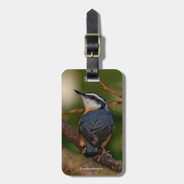 Etiqueta De Bagagem Um Nuthatch Bold De Raça Vermelha (Frente Vertical)