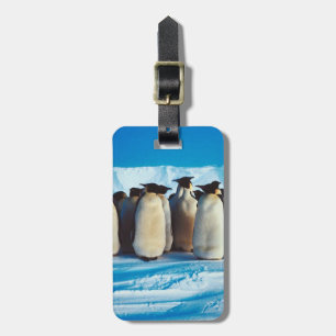 Etiqueta De Bagagem Uma sela de pinguins