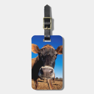 Etiqueta De Bagagem Uma vaca Jersey curiosa