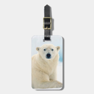 Etiqueta De Bagagem Urso polar adulto grande javali no gelo de verão