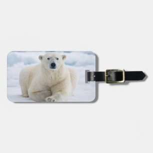 Etiqueta De Bagagem Urso polar adulto no gelo flutuante de verão
