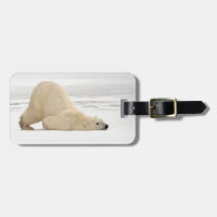 Urso polar coçando-se na tundra congelada