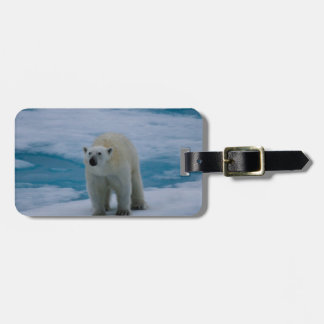 Etiqueta De Bagagem Urso polar no gelo de bloco