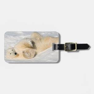Etiqueta De Bagagem Urso Polar perto da Baía de Hudson