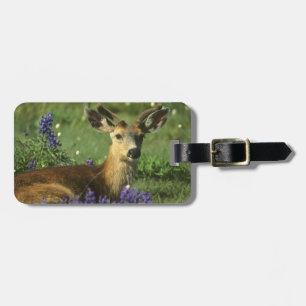 Etiqueta De Bagagem Veado-de-cauda-preta, Odocoileus hemionus