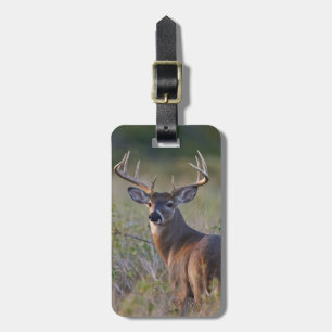 Etiqueta De Bagagem veado-mateiro Odocoileus virginianus