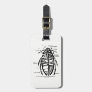 Etiqueta De Bagagem Vintage Entomology Hydrophilidae Scavenger Beetle