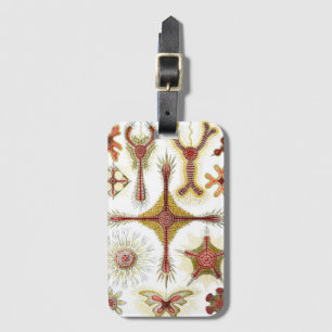 Etiqueta De Bagagem Wild Chamomile por Ernst Haeckel, Vintage Nature