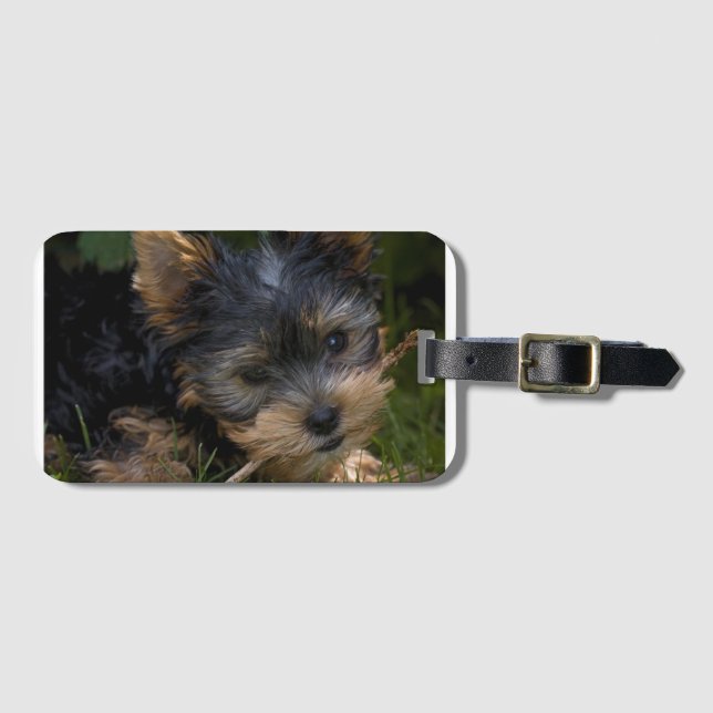 Etiqueta De Bagagem yorkie com vara (Frente Horizontal)