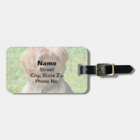Yorkshire Terrier em Park