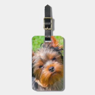 Etiqueta De Bagagem Yorkshire Terrier olhando para cima