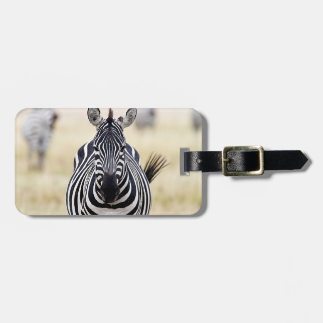 Etiqueta De Bagagem Zebra olhando para você (Frente Horizontal)