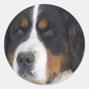 Etiqueta de Berner Sennenhund