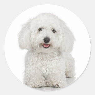 Etiqueta de Bichon Frise