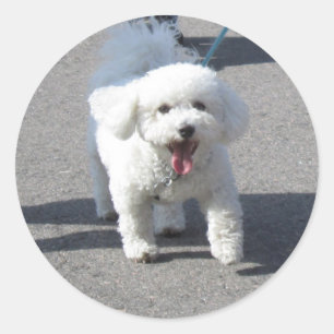 Etiqueta de Bichon Frise redonda