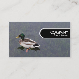Etiqueta de Borda Arredondada - Pato Mallard
