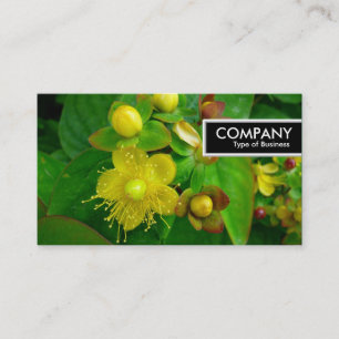 Etiqueta de Borda - Rua Johns Wort