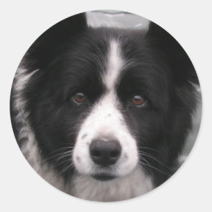 Etiqueta de border collie