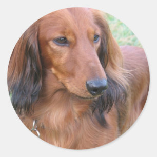 Etiqueta de cabelos compridos do Dachshund
