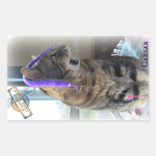 Etiqueta de Caesar da PARIDADE