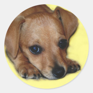 Etiqueta de Chiweenie