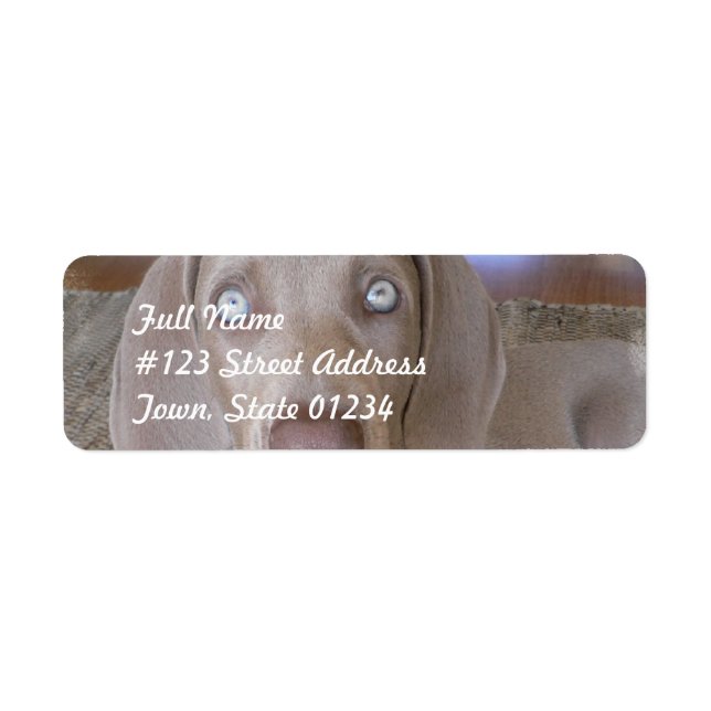 Etiqueta de Correio do Cão do Weimeraner (Frente)