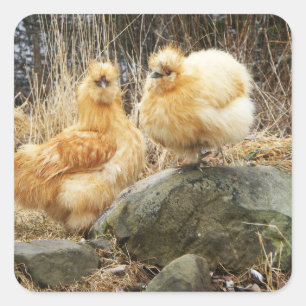 Etiqueta de duas galinhas de Silkie