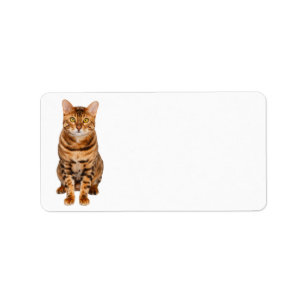 Etiqueta de endereço customizável do gatinho de