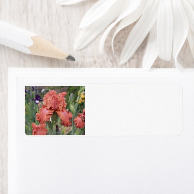 Etiqueta de Endereço de Devolução (Insitu)