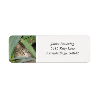 Etiqueta de Endereço de Gato de Kitty