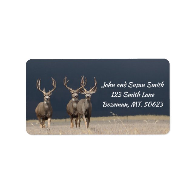 Etiqueta de Endereço de Três Mule Deer Bucks (Frente)
