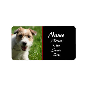 Etiqueta de endereço do Jack Russell terrier