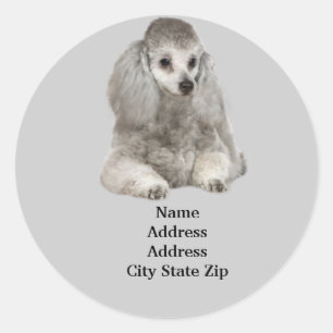 Etiqueta de Endereço do Poodle