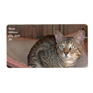 Etiqueta de Entrega de Cat Savannah