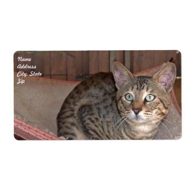 Etiqueta de Entrega de Cat Savannah (Frente)